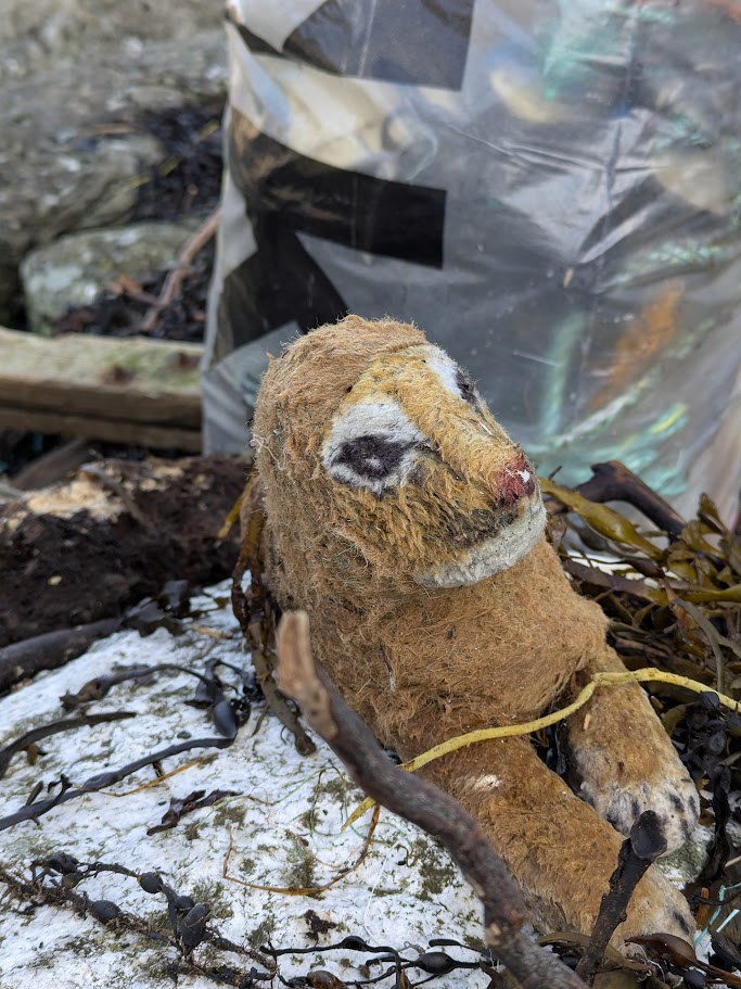 et strandet kjæledyr i Sollund foto AK.jpg